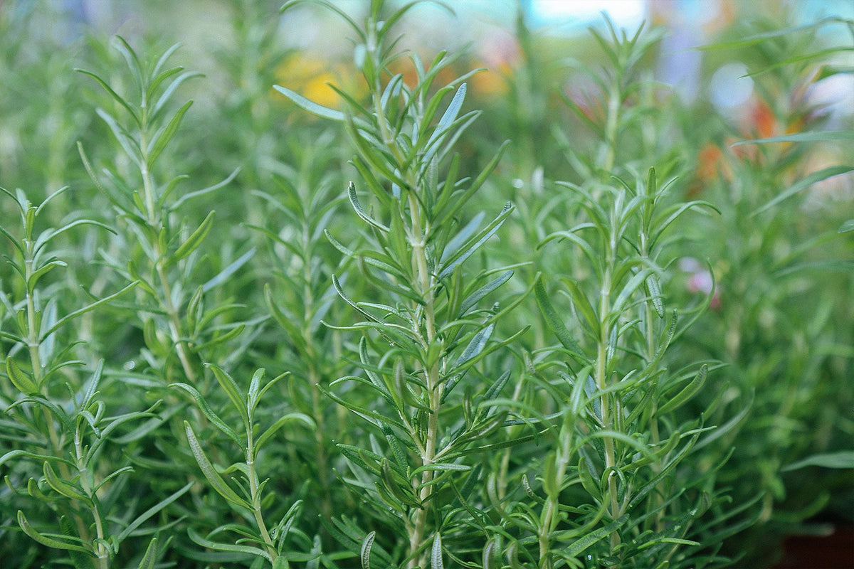 Get To Know: Rosemary