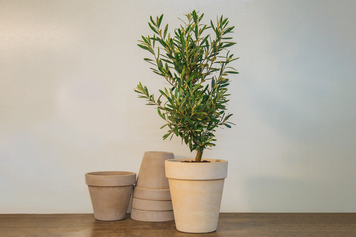 Get to Know: Olive tree