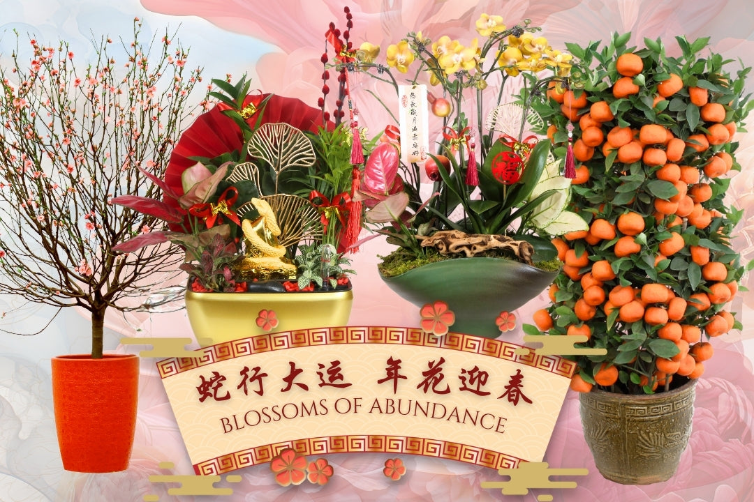 Find Your Zodiac Lucky Plant Match