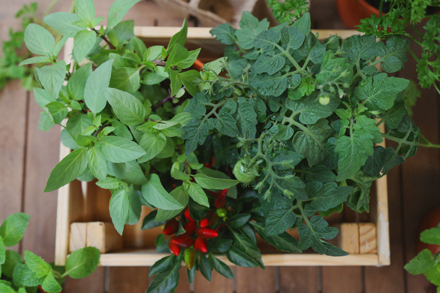 Grow your own harvest