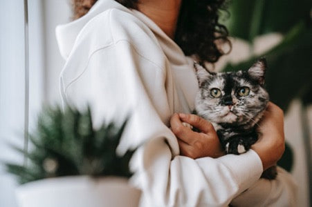 Top 5 Pet Friendly Plants