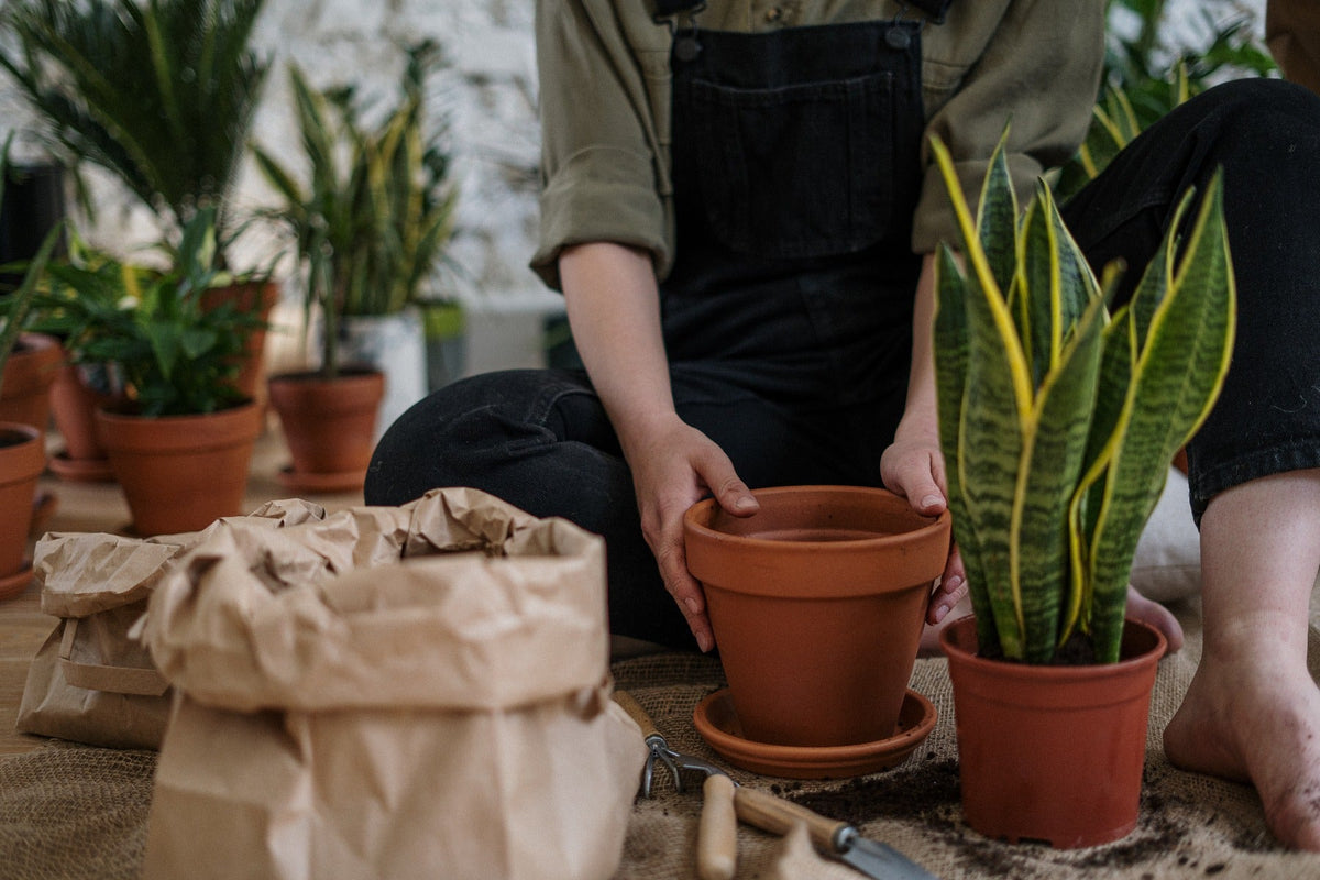 Plant Care Is Self Care