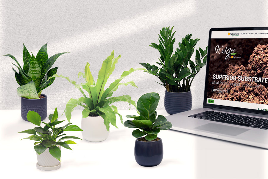 Green Up Your Work Spaces