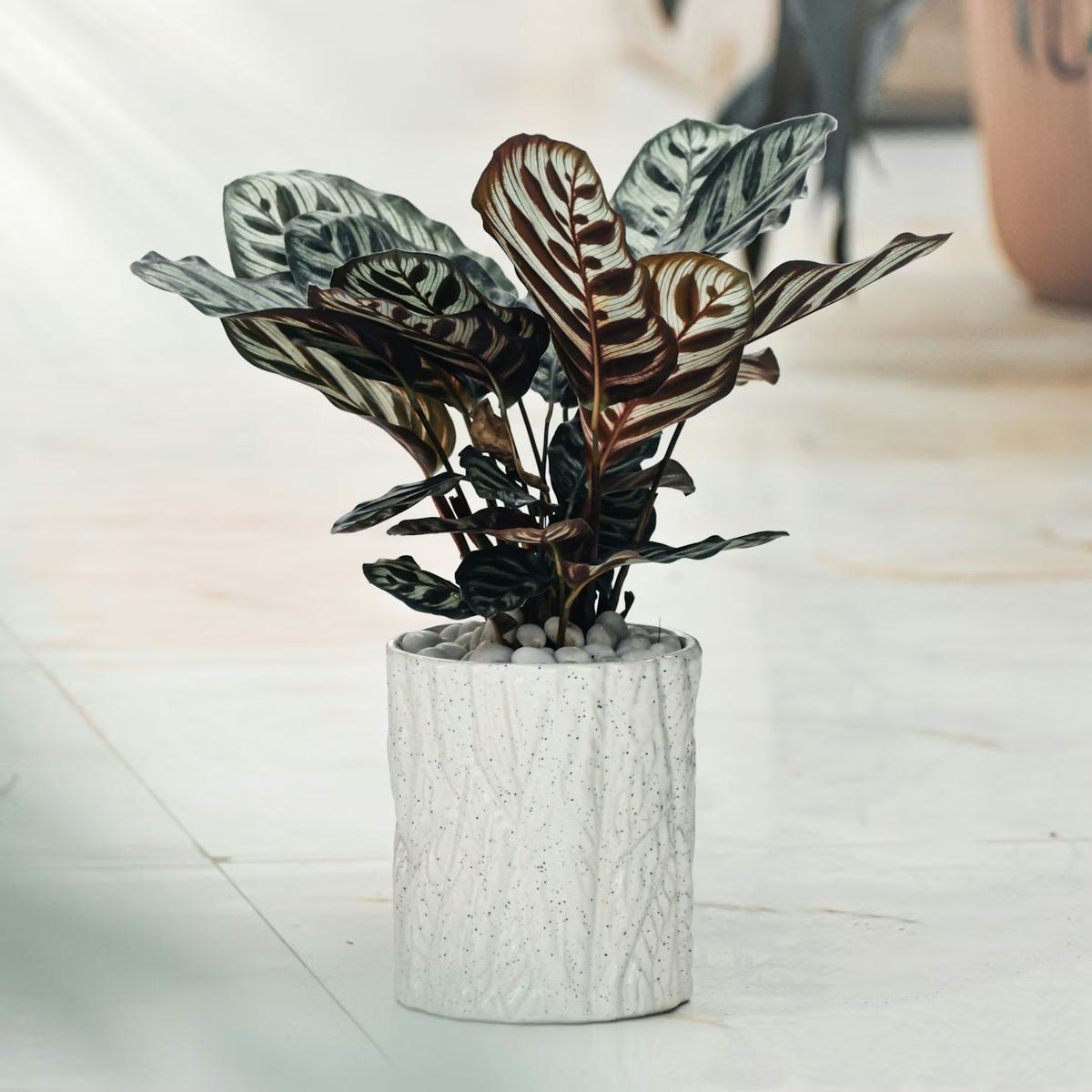 Plantplus ®