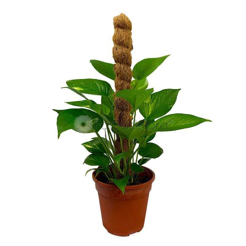 MONEY PLANT 2FT W/MOSS STICK (CJ)