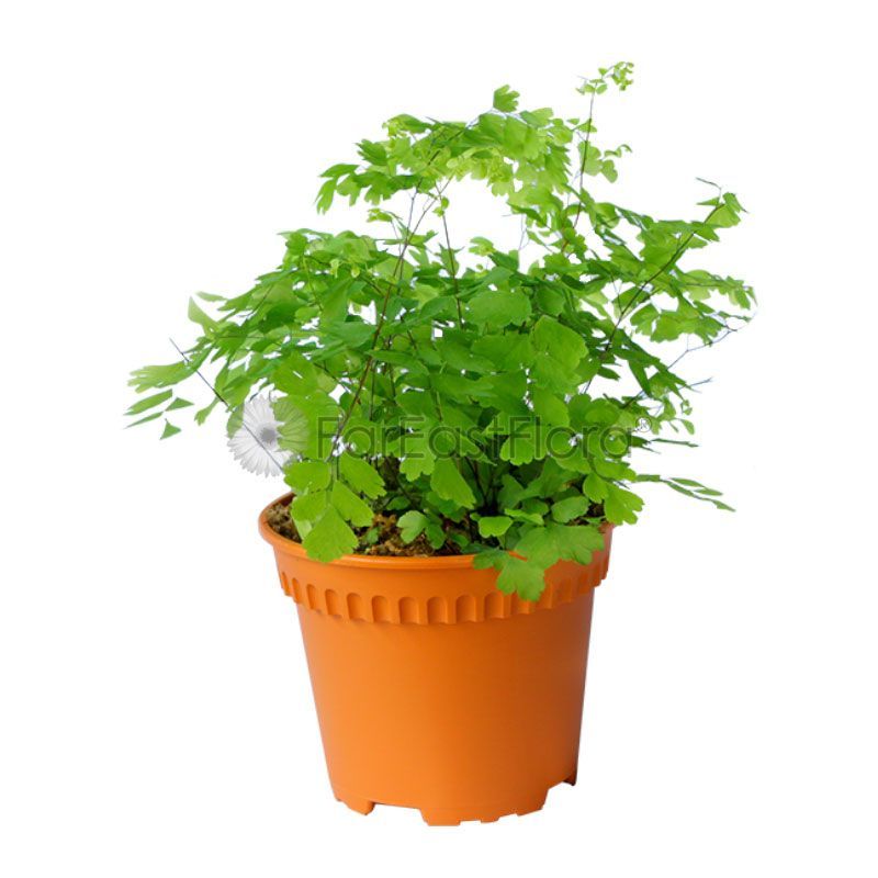 ADIANTUM FRAGRANS P12C (YG/SH)