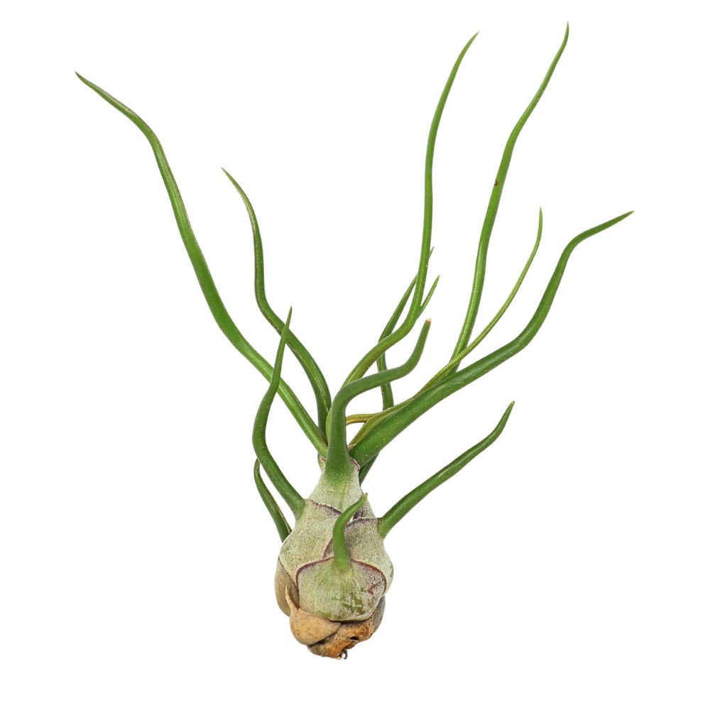 T. BULBOSA Medium (Height 12.5 cm)