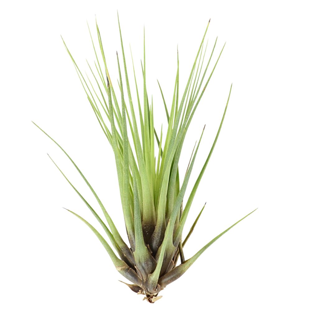 T. MELANOCRATER TRICOLOR Medium (Height 17.5 cm)