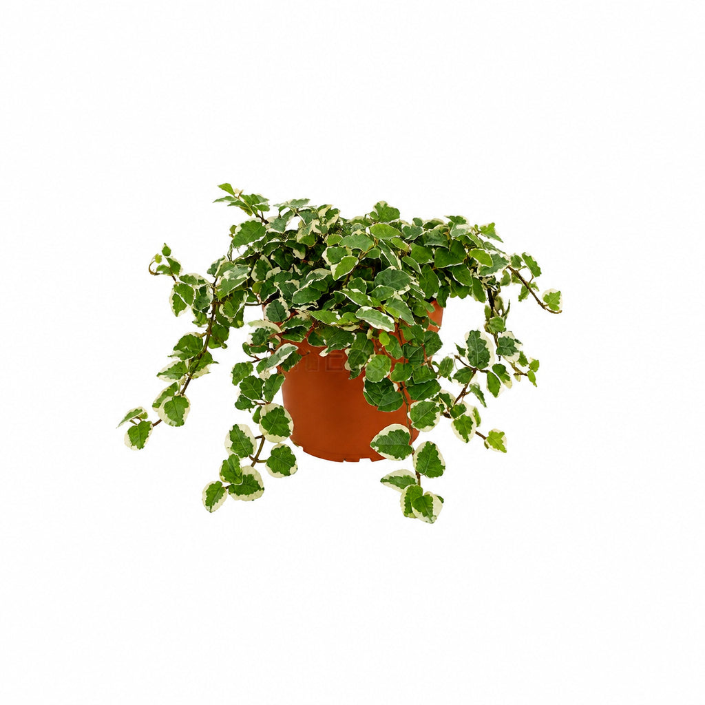 FICUS PUMILA WHITE SUNNY P8.5C (PR/A1)