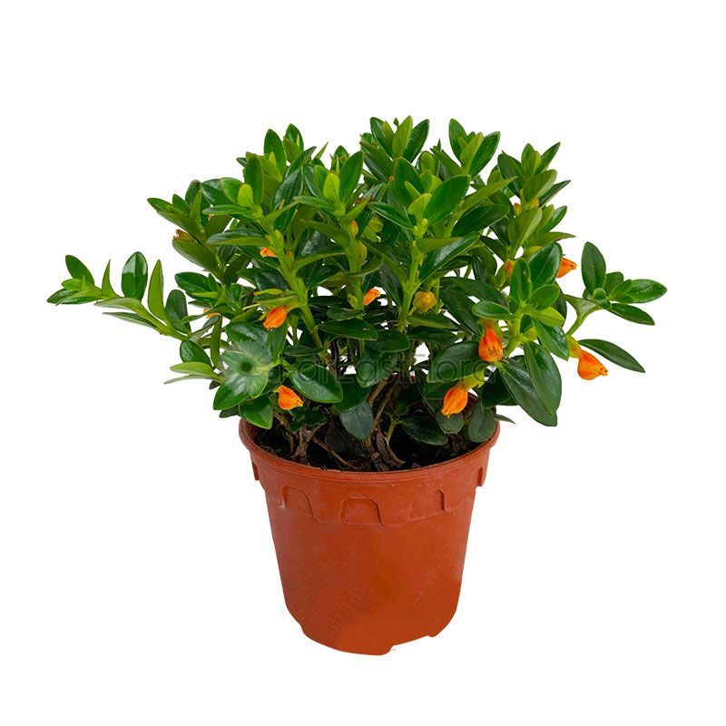 NEMATANTHUS ORANGE P12C (JH/SH)