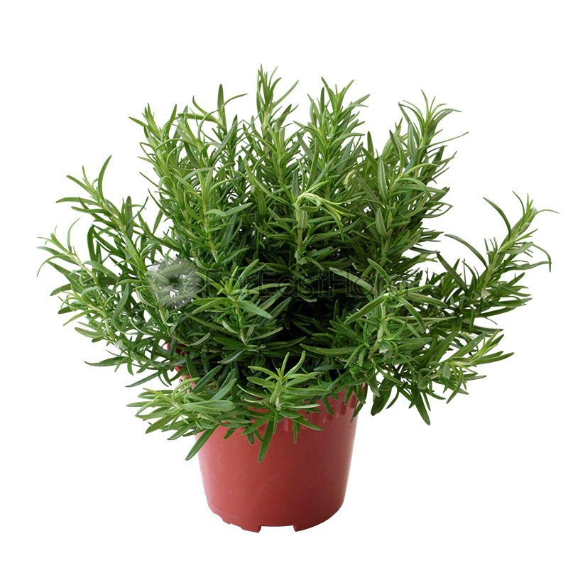 ROSMARINUS OFFICINALIS P15C (PR/AI/SH/JH)