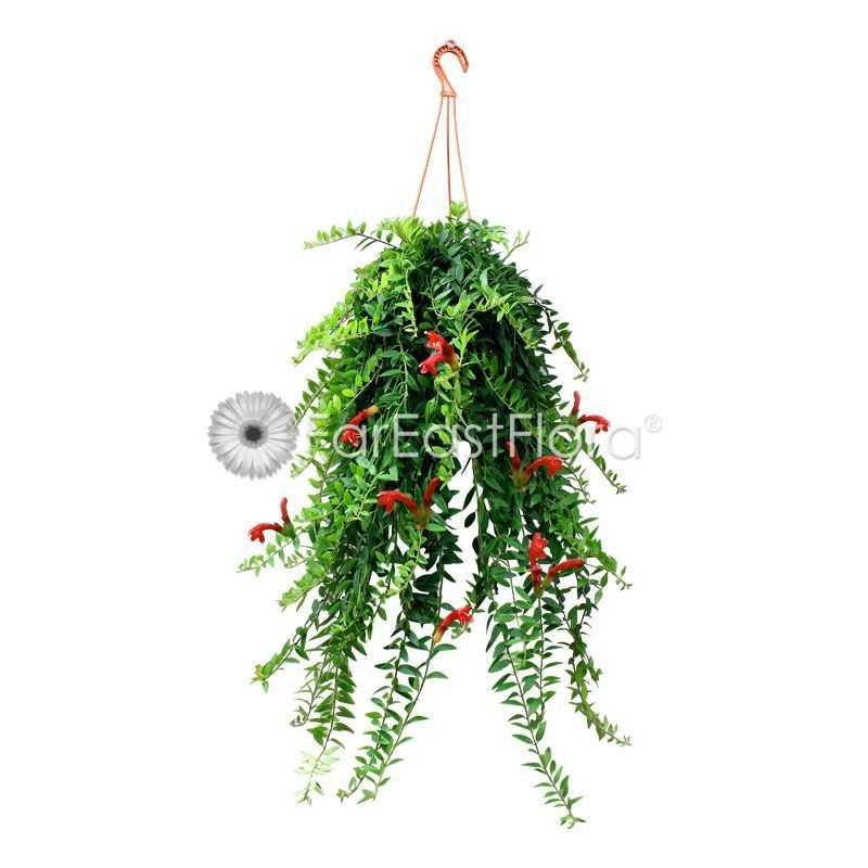 AESCHYNANTHUS LIPSTICK SMALL LEAF P15C (PR)