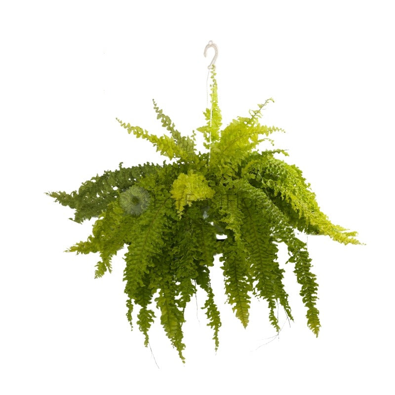 BOSTON FERN GOLDEN P22C (SH)