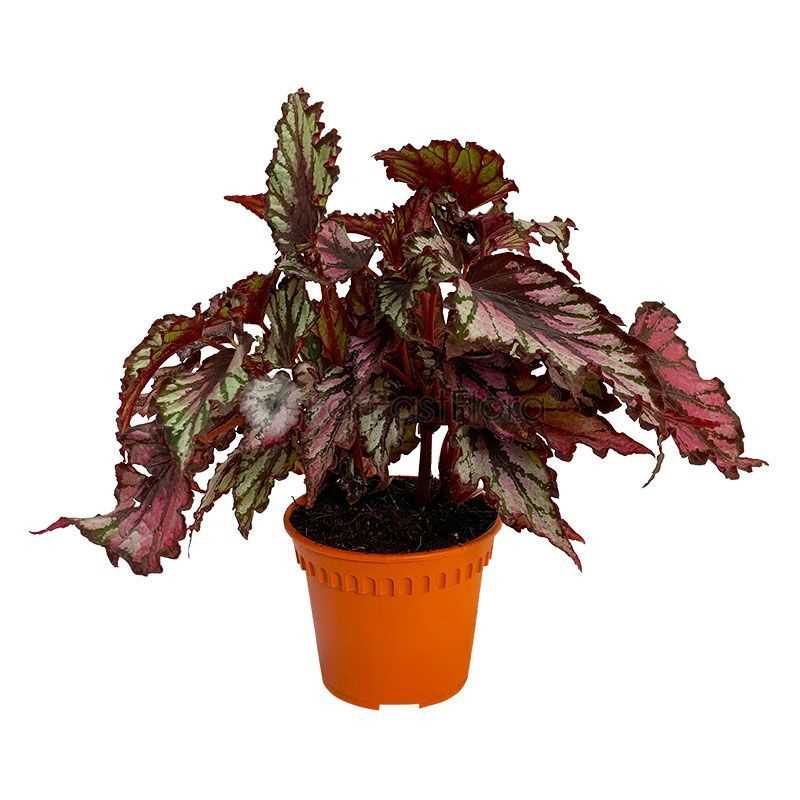 BEGONIA REX LEAF ASSORTED P12C (YG/SH)