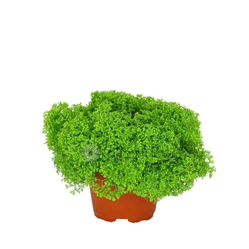 SELAGINELLA APODA P10.5C (YG)