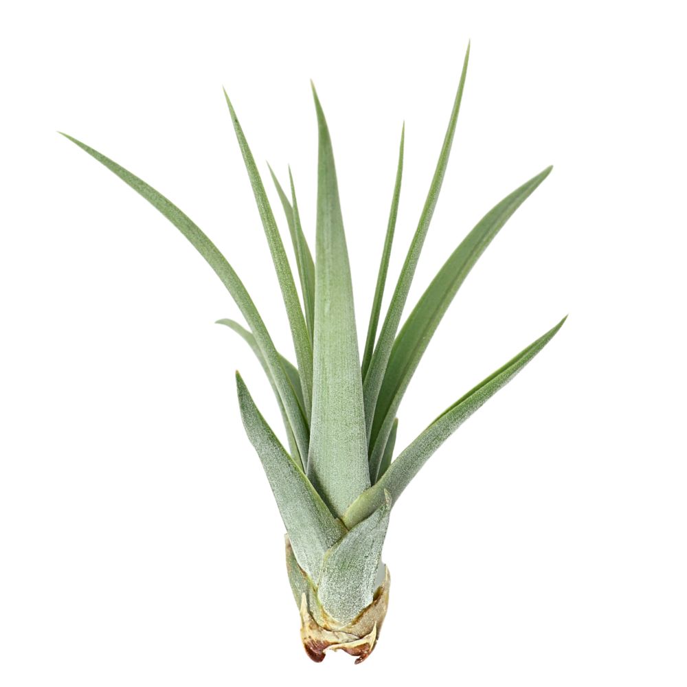 T. CONCOLOR Medium (Width 12.5 cm)
