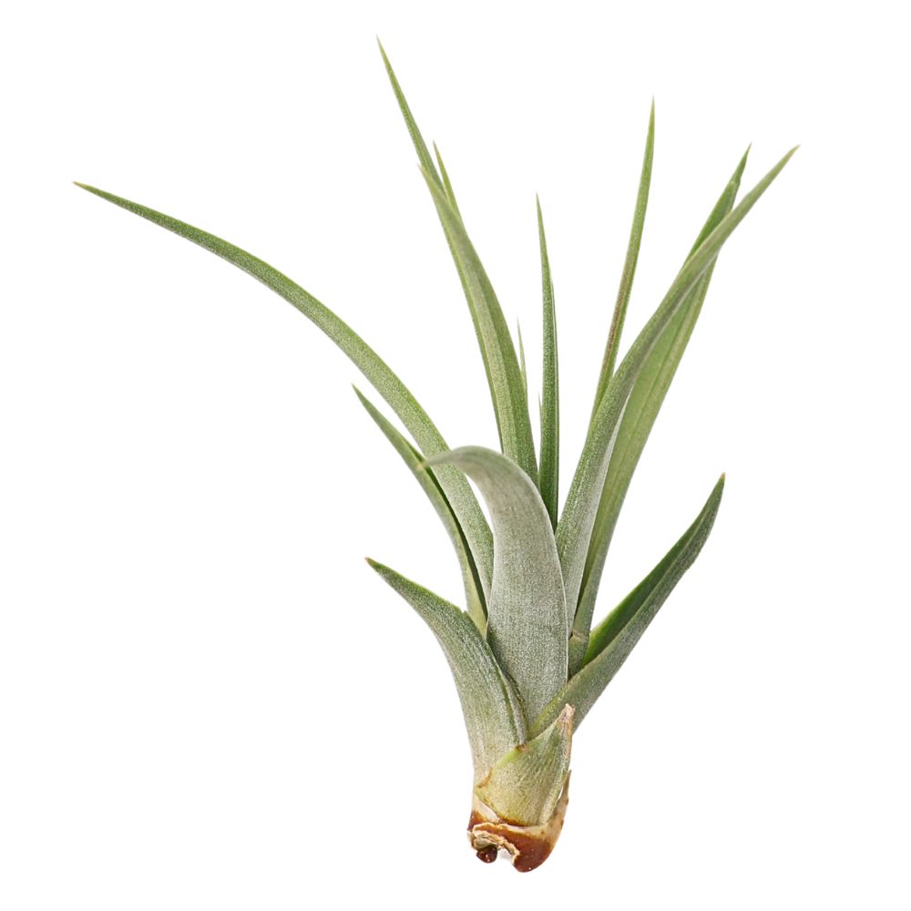 T. CONCOLOR Medium (Width 12.5 cm)