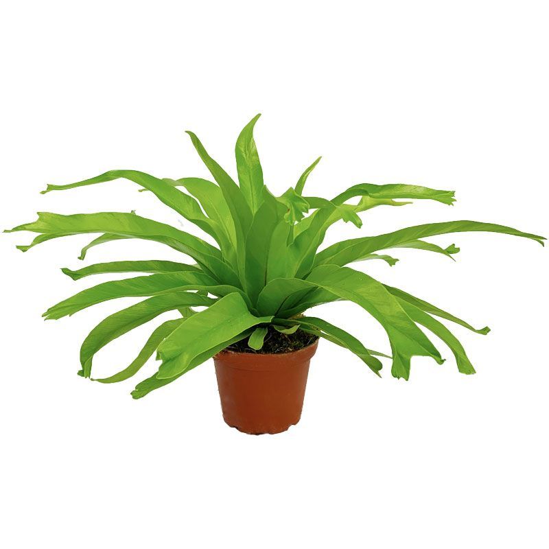 ASPLENIUM CRISSIE AMY P8C (YG)