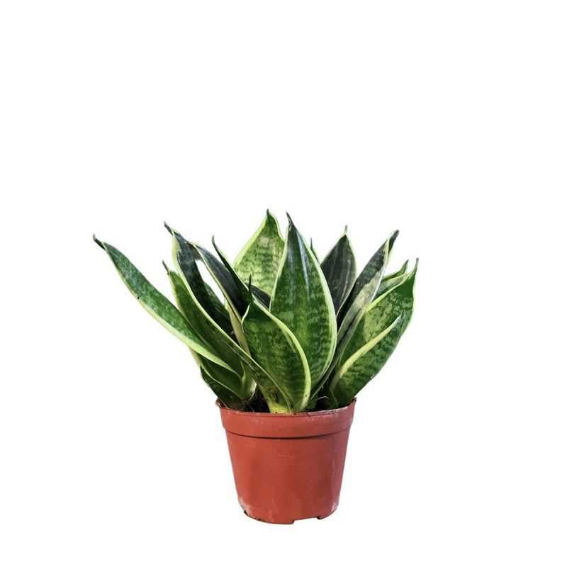 SANSEVIERIA BLACK STAR P9C-荷花兰(TB/HF)