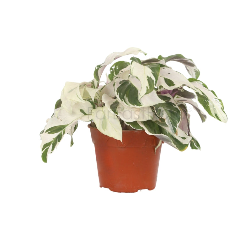 Calathea Fusion White (P15C)