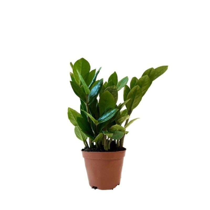 ZAMIOCULCAS ZAMIIFOLIA P9C-金钱树 (TB/HF/AW)