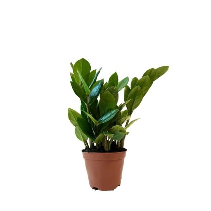 ZAMIOCULCAS ZAMIIFOLIA P9C-金钱树 (TB/HF/AW)
