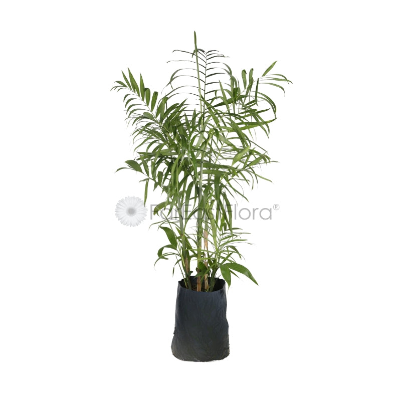 BAMBOO PALM P/B 1MOH (FGN)