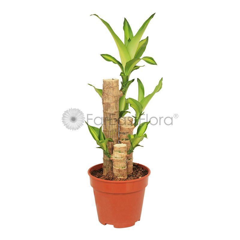 DRACAENA FRAGRANS P15C 3PP 1FT (LTK)