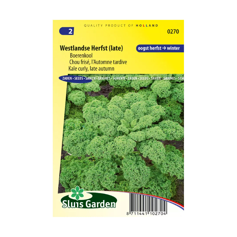 SL0270 Kale curly late autumn