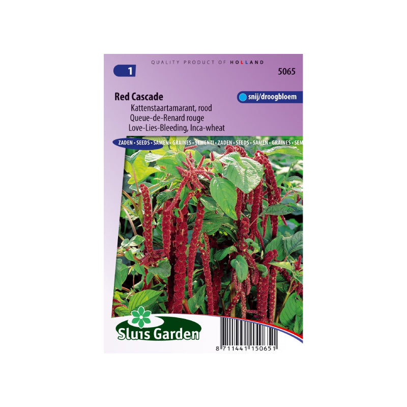 SL5065 Love-Lies-Bleeding Red Cascade