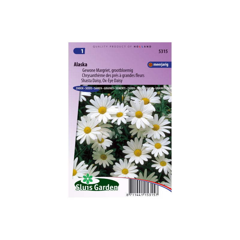 SL5315 Shasta Daisy Alaska
