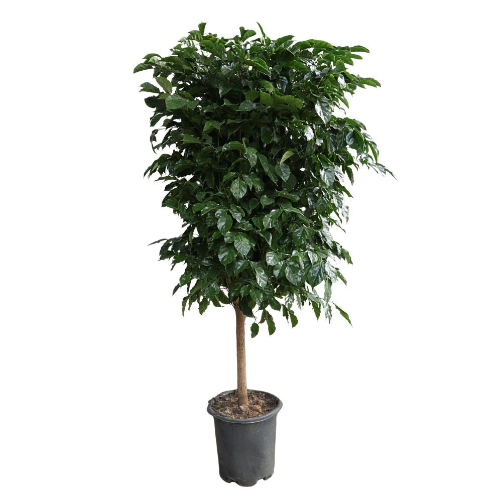 RADERMACHERA SINICA SINGLE STEM-绿宝 单杆 (TB)