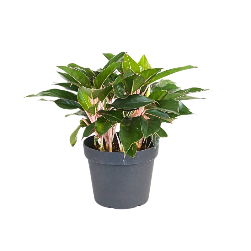 AGLAONEMA SAPPHIRE SUZZANNE