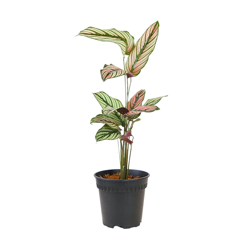 CALATHEA WHITE STAR