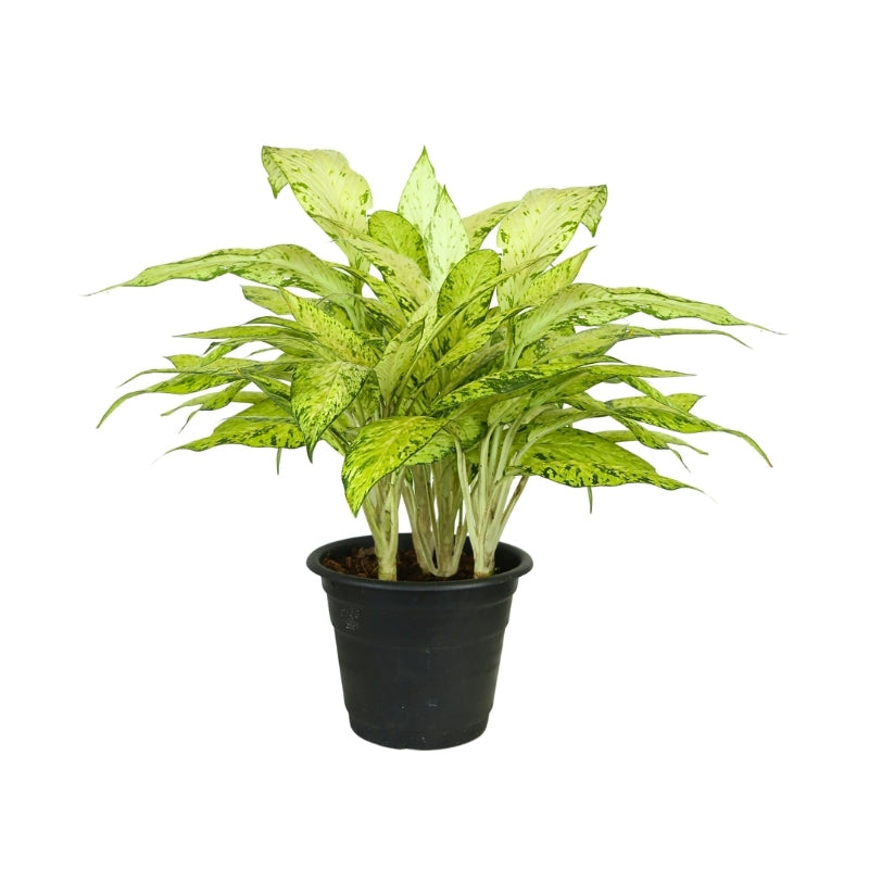 DIEFFENBACHIA STARBRIGHT