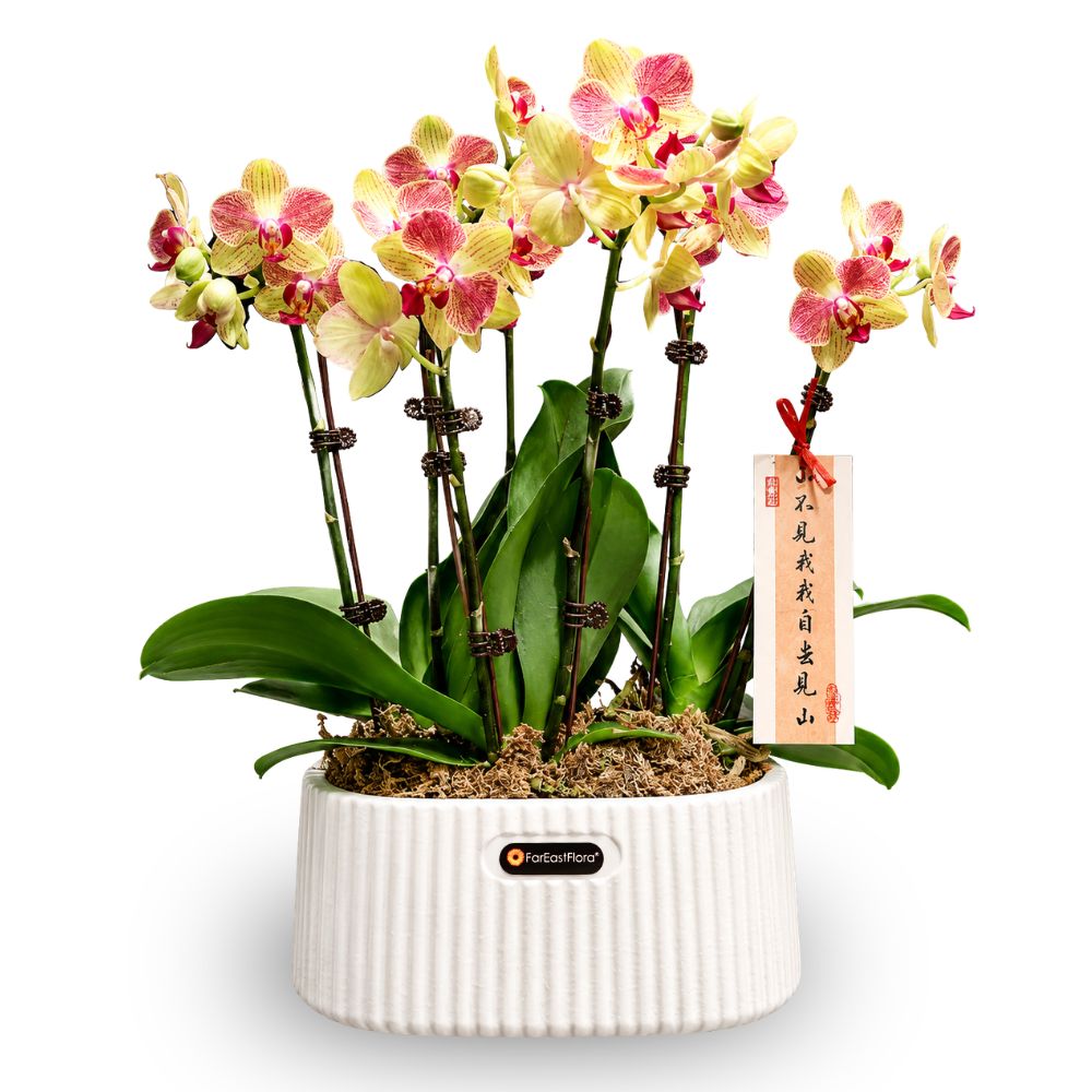 PHALAENOPSIS ARRANGEMENT S/O $79.90