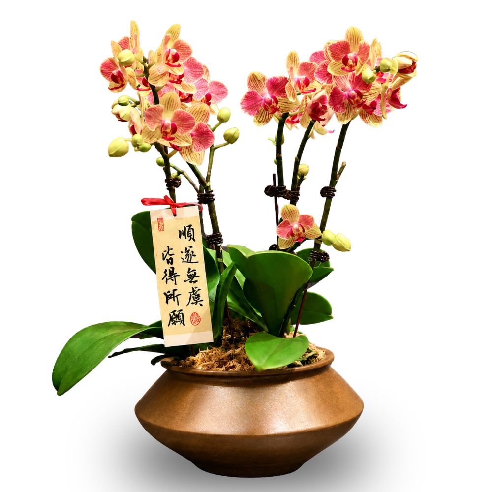 PHALAENOPSIS ARRANGEMENT S/O $99.90