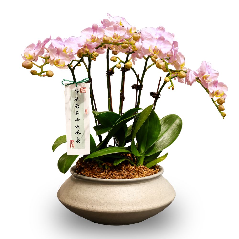 PHALAENOPSIS ARRANGEMENT S/O $99.90
