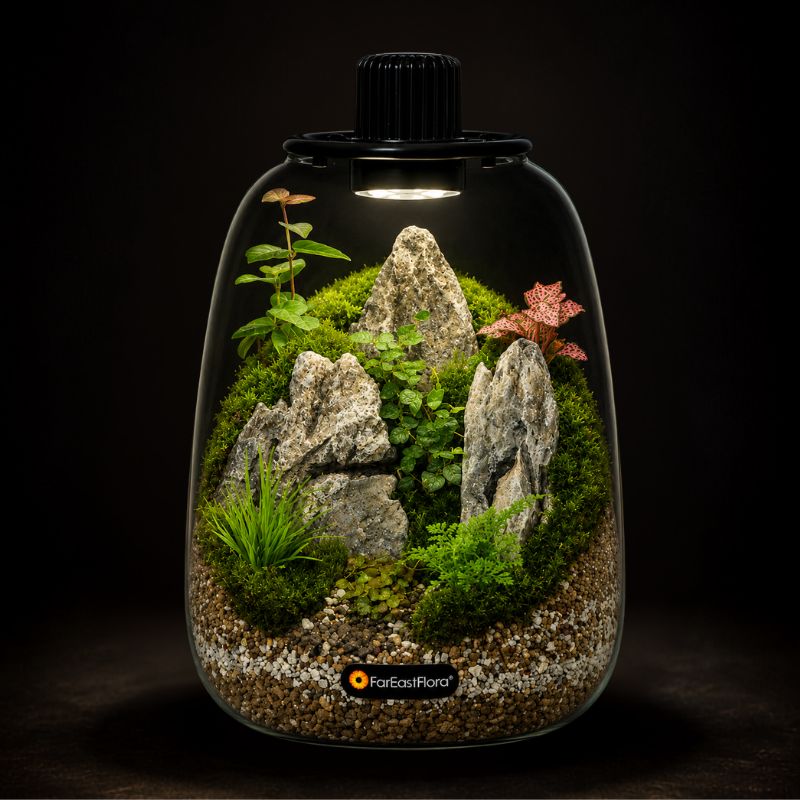TERRARIUM ARRANGEMENT S/O $119.90