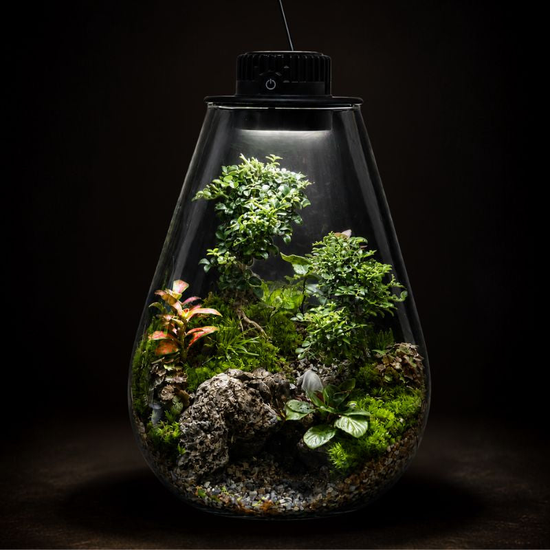 TERRARIUM ARRANGEMENT S/O $159.90