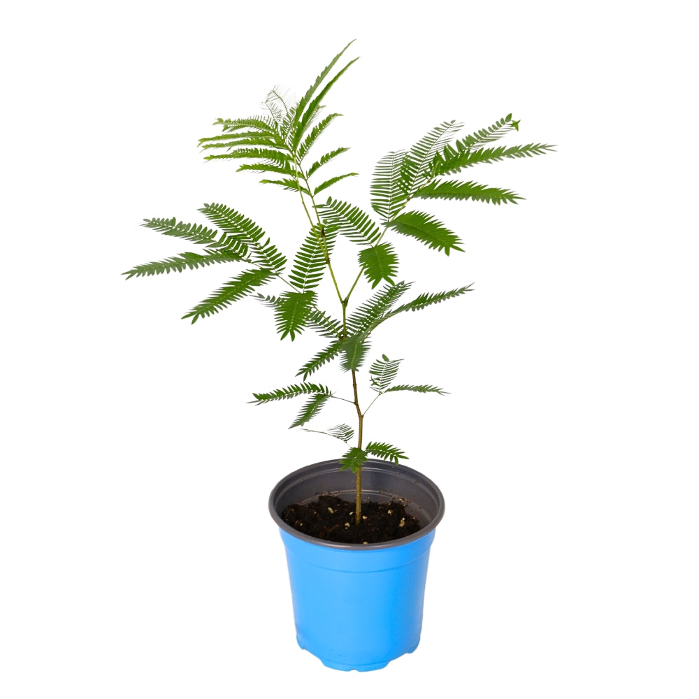 EVERFRESH TREE P12C-密叶猴耳环 (TB/HF)