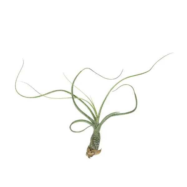 T. BUTZII Medium (Height 21.5 cm)