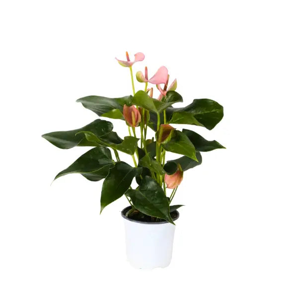 ANTHURIUM ASSORTED P11C-红掌 (AF/HF)