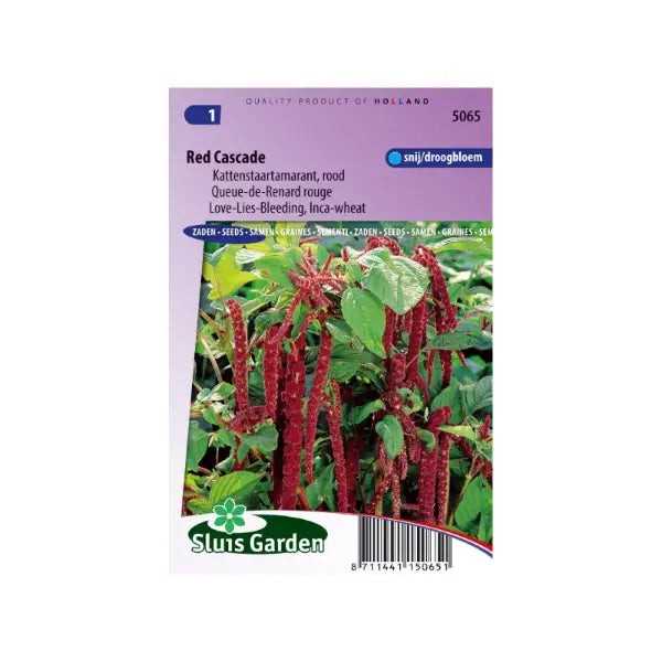 SL5065 Love-Lies-Bleeding Red Cascade