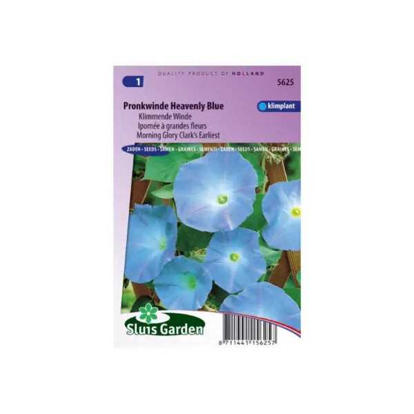 SL5625 Morning Glory Clark's Earliest Heavenly Blue