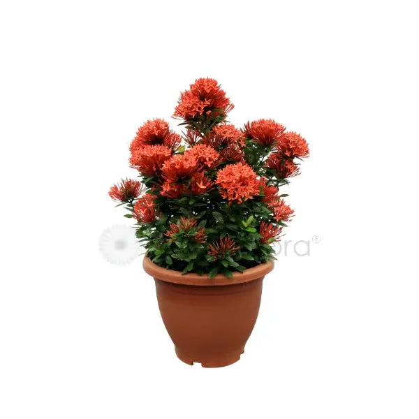 IXORA ASSORTED NO4 (PRN/SO/KH)
