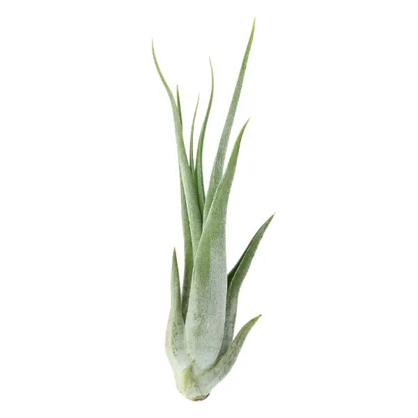 T. PAUCIFOLIA (CIRCINATA) Medium (Height 12.5 cm)