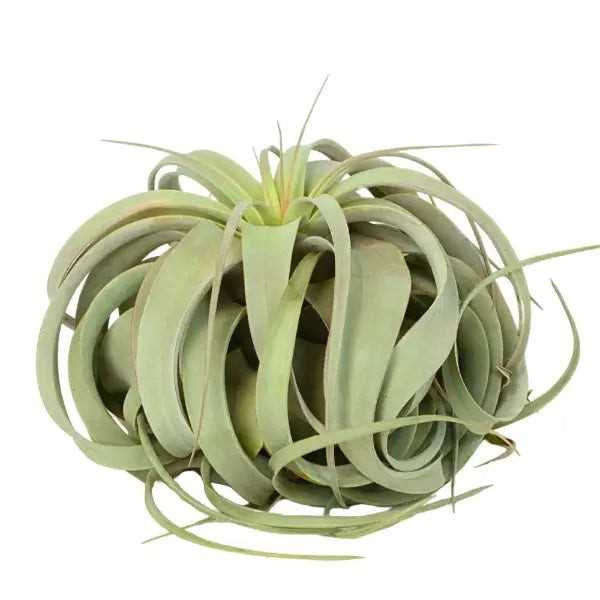 T. XEROGRAPHICA (CITES) Small (Width 15 cm)