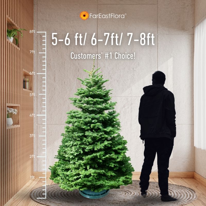 6/7ft Noble Fir Size Chart