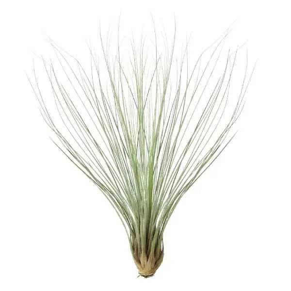 T. JUNCEA Large (Height 30 cm)